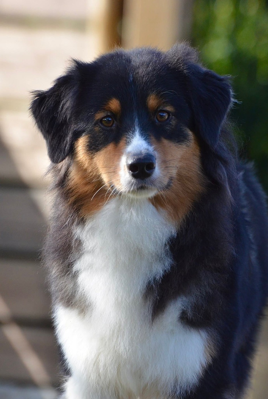 Véritable merveille nita du Chemin Pailleté Du Chemin Pailleté