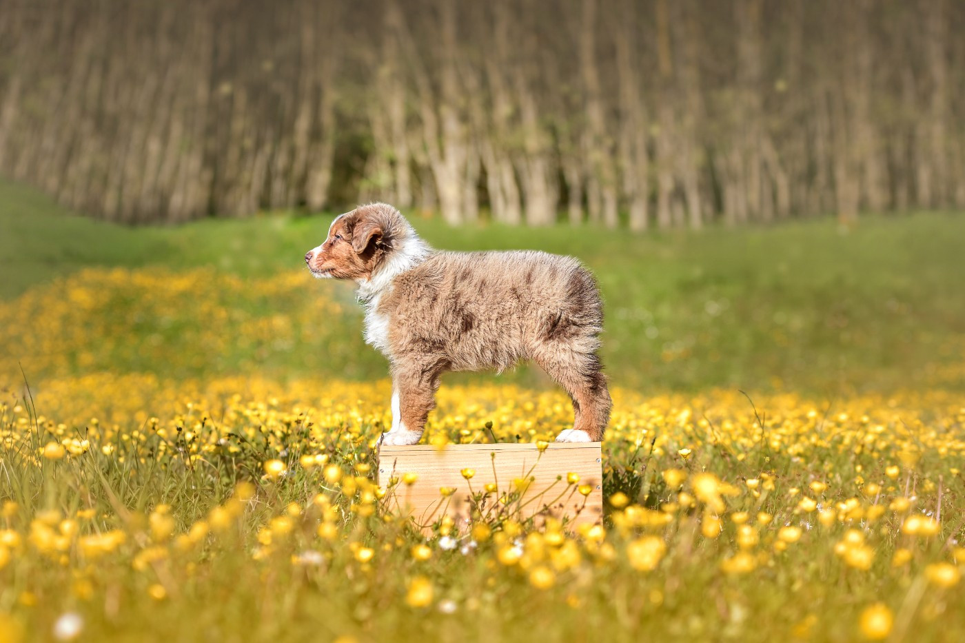 Brioche Cinnamon Rolls  Of Swinnie's Dream