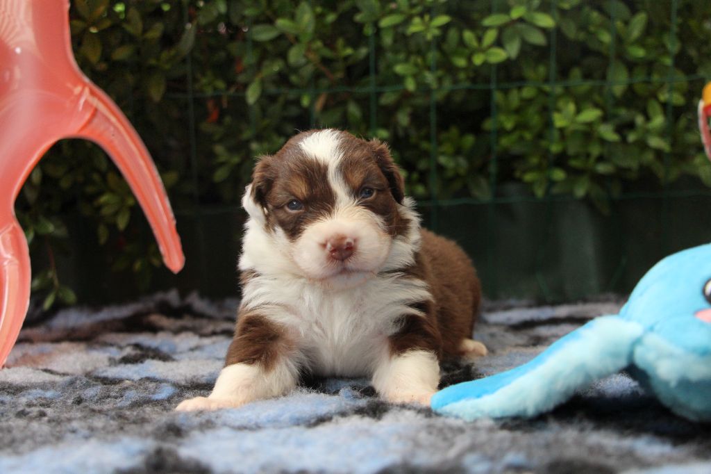 Of Swinnie's Dream - Chiots disponibles - Berger Australien