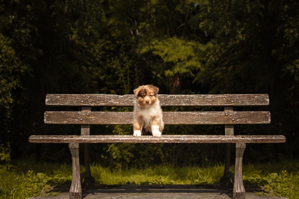 Of Swinnie's Dream - Chiots disponibles - Berger Australien