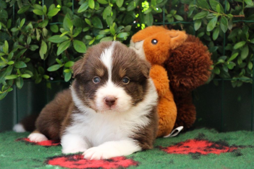 Of Swinnie's Dream - Chiots disponibles - Berger Australien