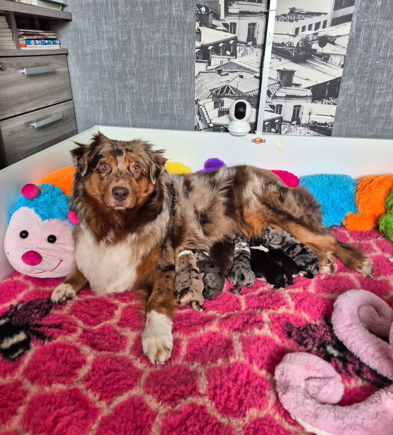 Of Swinnie's Dream - Berger Australien - Portée née le 28/02/2026