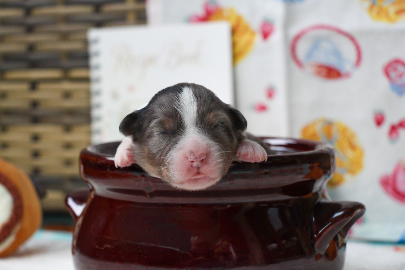 Of Swinnie's Dream - Chiots disponibles - Berger Australien