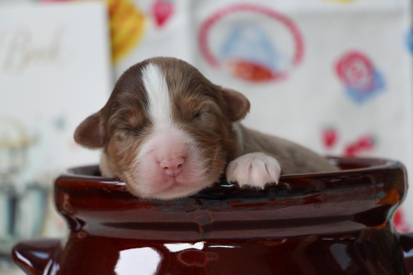 Of Swinnie's Dream - Chiots disponibles - Berger Australien