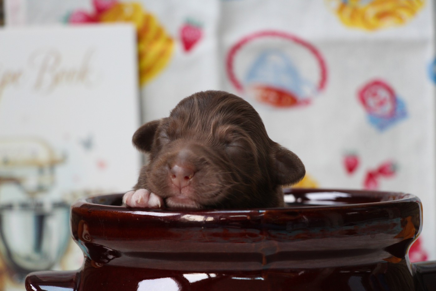 Of Swinnie's Dream - Chiots disponibles - Berger Australien