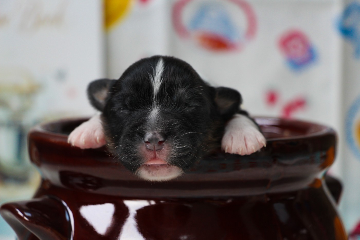 Of Swinnie's Dream - Chiots disponibles - Berger Australien