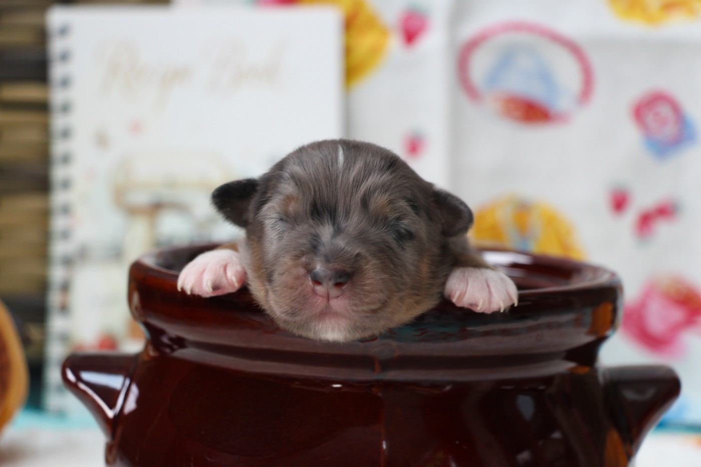 Of Swinnie's Dream - Chiots disponibles - Berger Australien