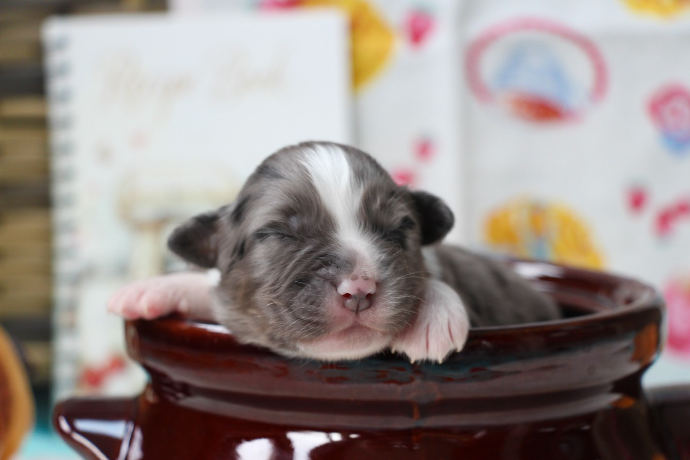 Of Swinnie's Dream - Chiots disponibles - Berger Australien