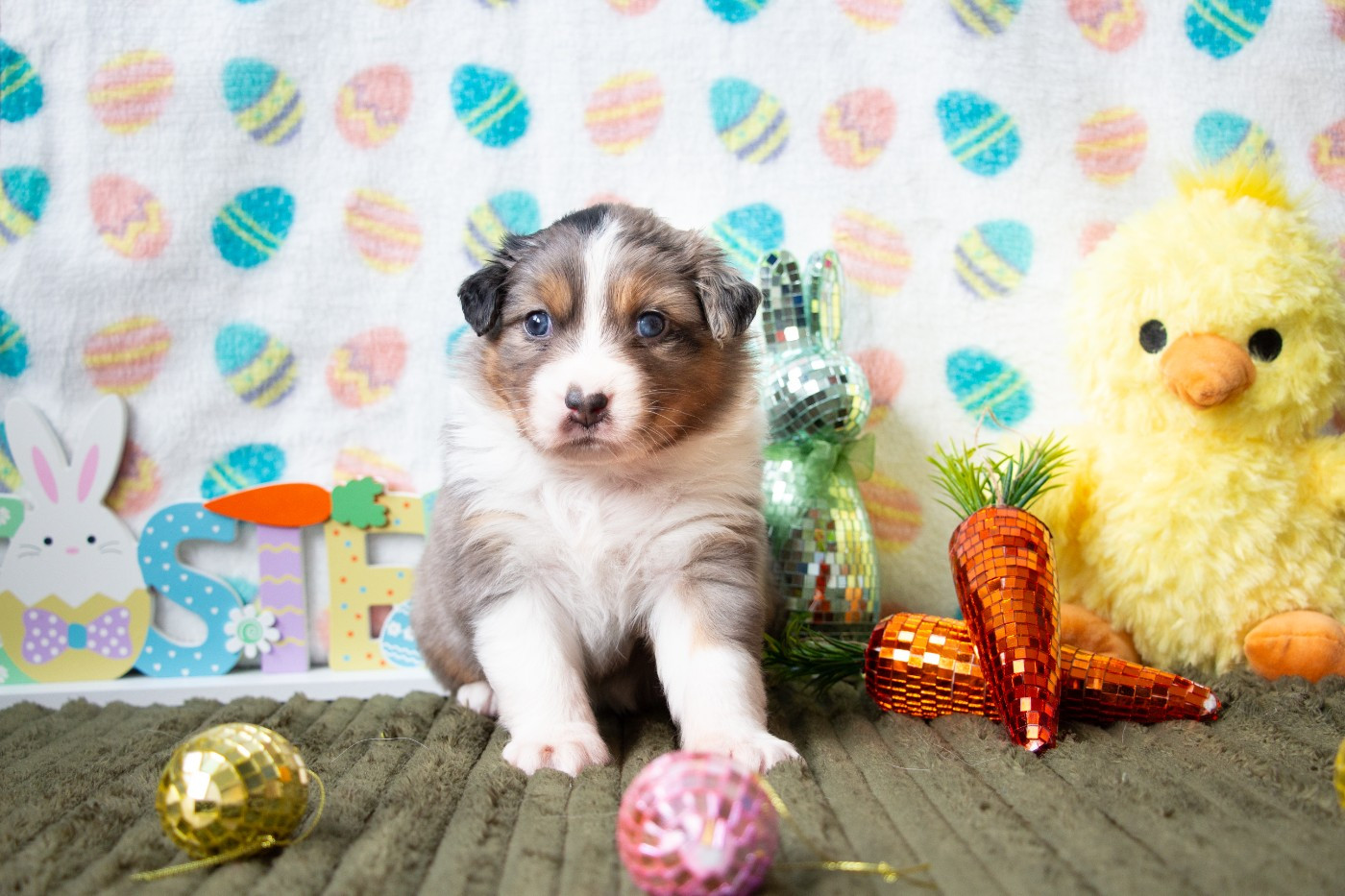 Of Swinnie's Dream - Chiots disponibles - Berger Australien