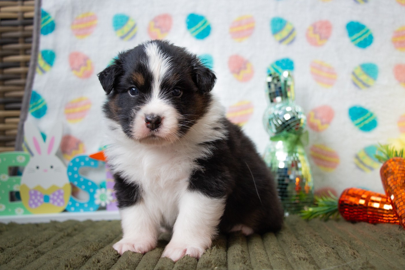 Of Swinnie's Dream - Chiots disponibles - Berger Australien