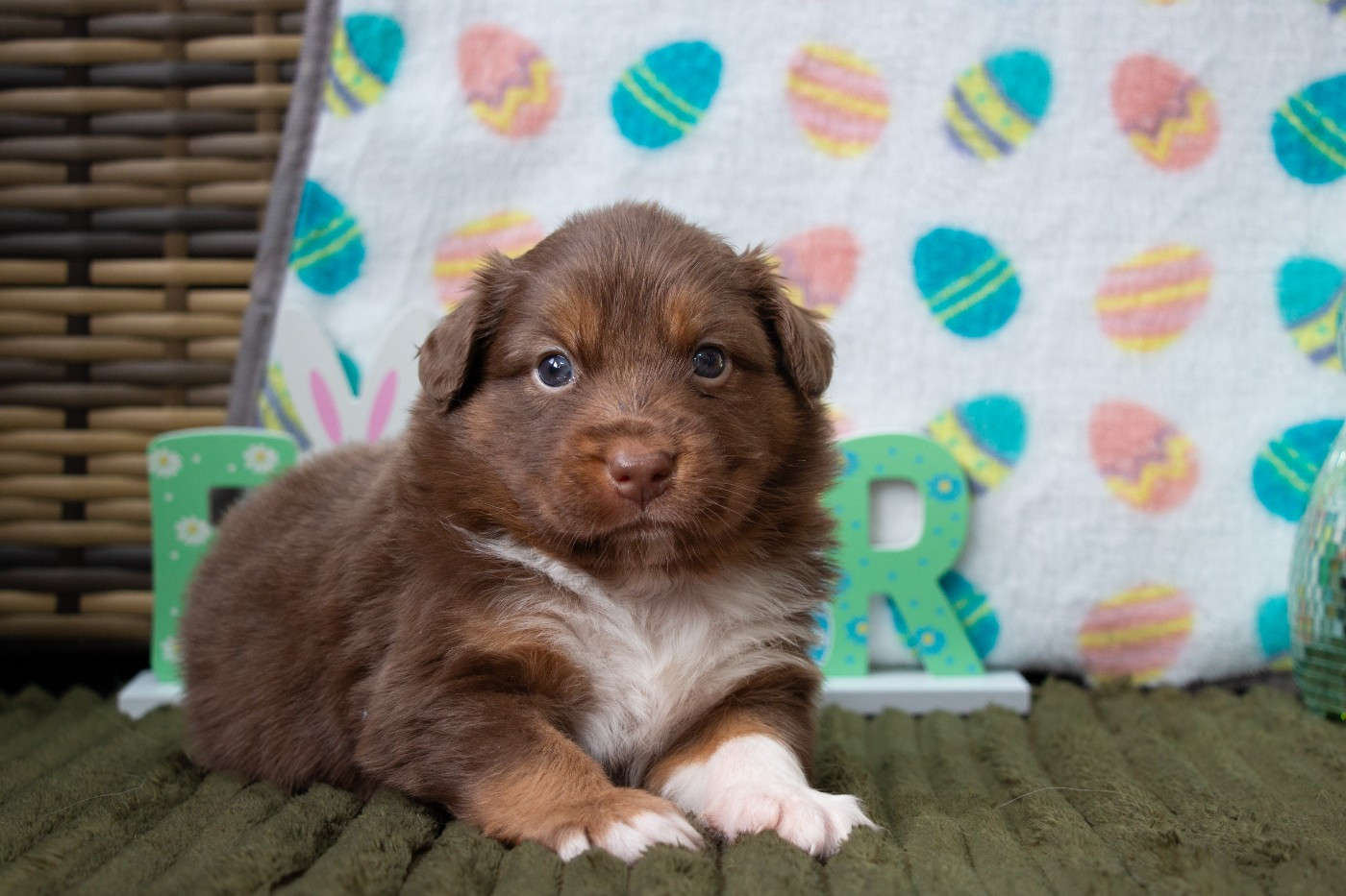 Of Swinnie's Dream - Chiots disponibles - Berger Australien