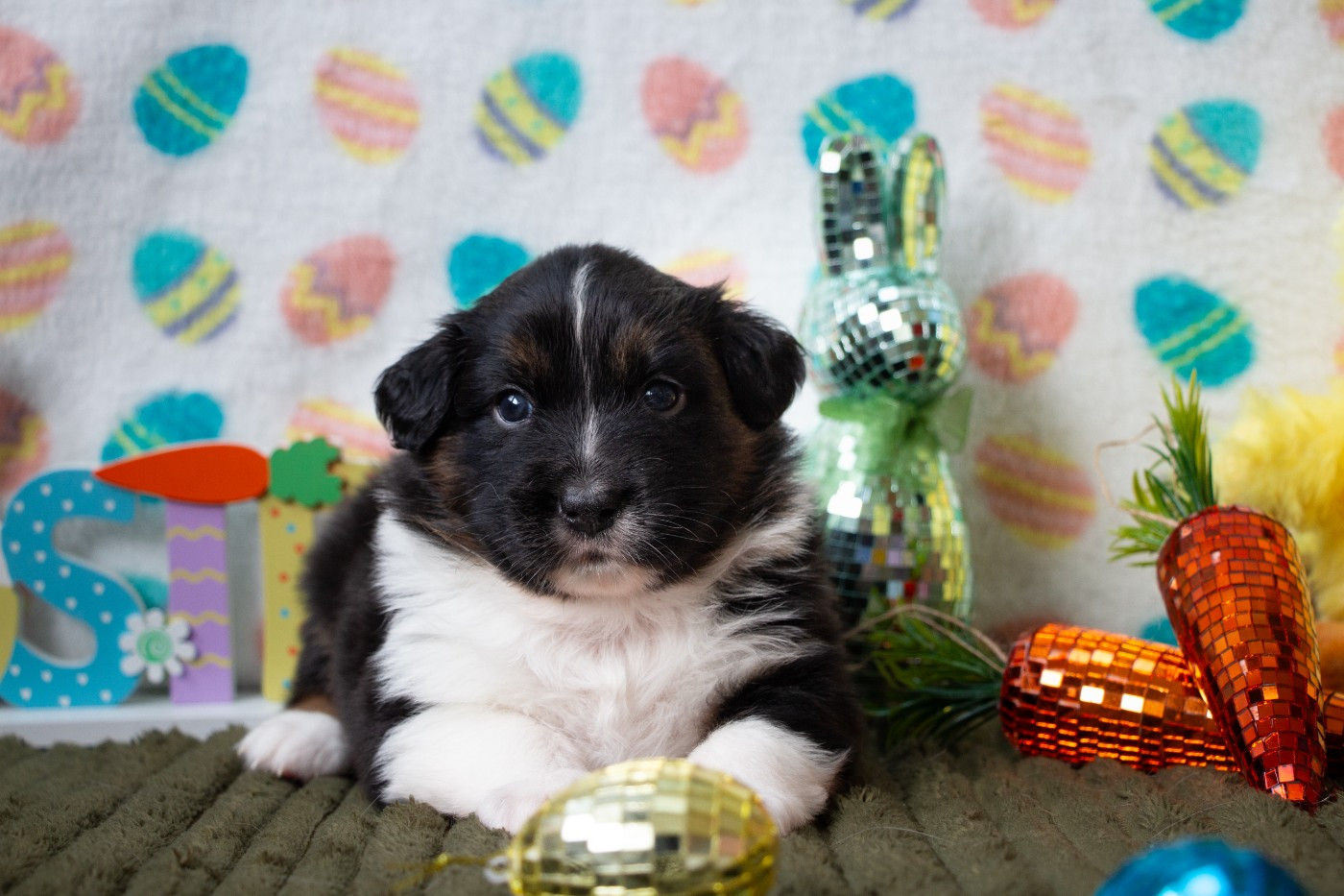 Of Swinnie's Dream - Chiots disponibles - Berger Australien