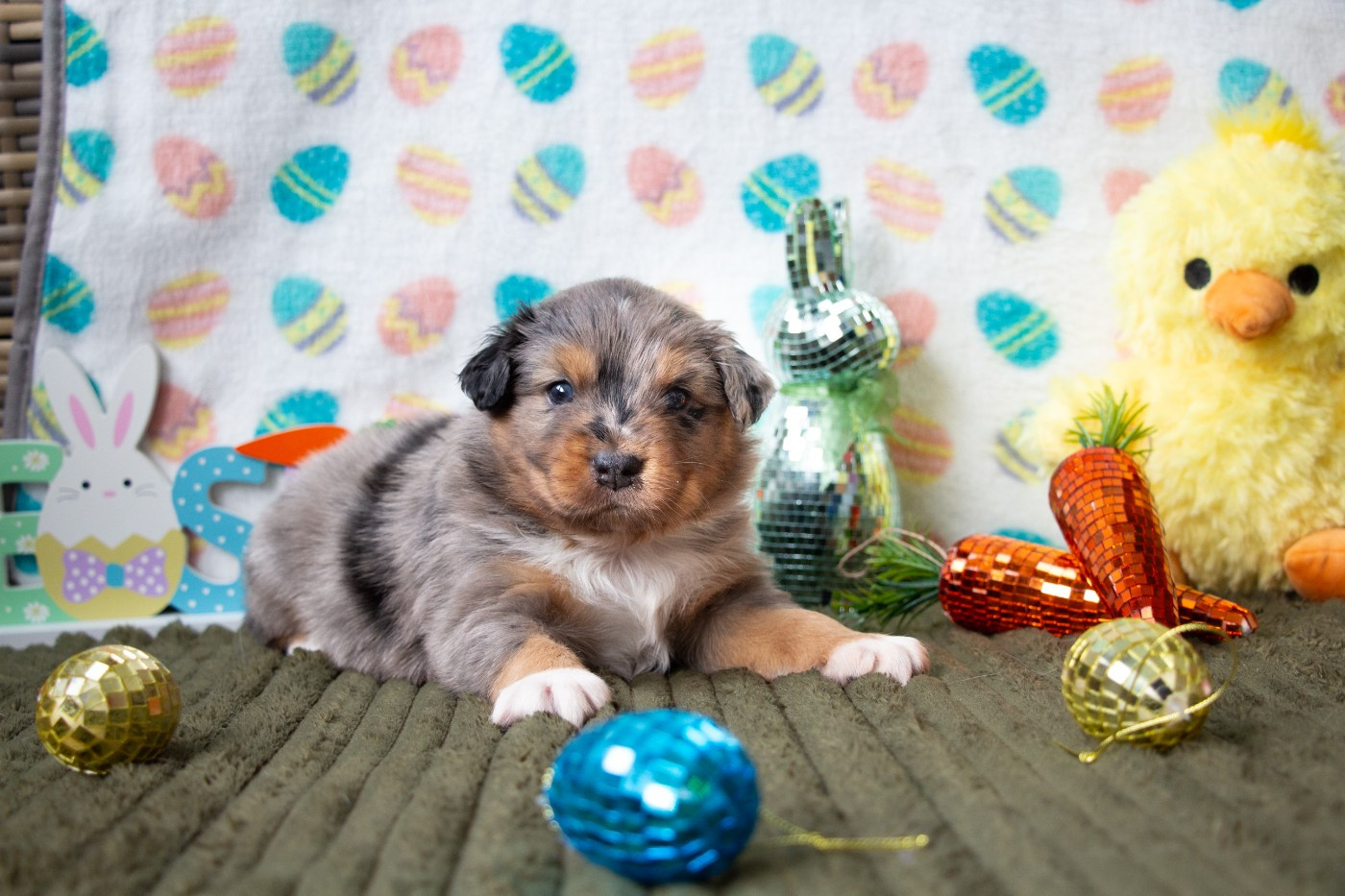 Of Swinnie's Dream - Chiots disponibles - Berger Australien