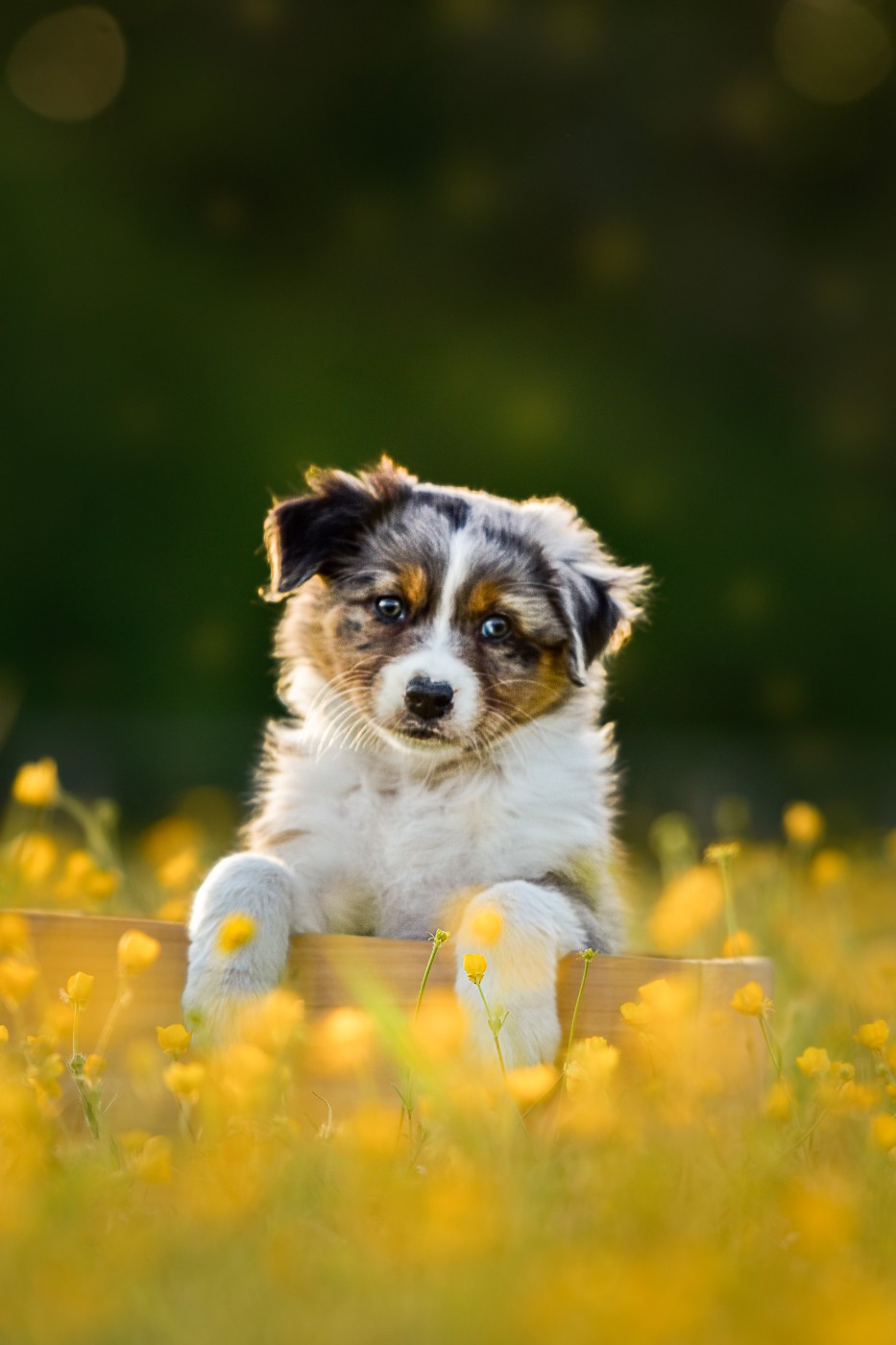 Of Swinnie's Dream - Chiots disponibles - Berger Australien