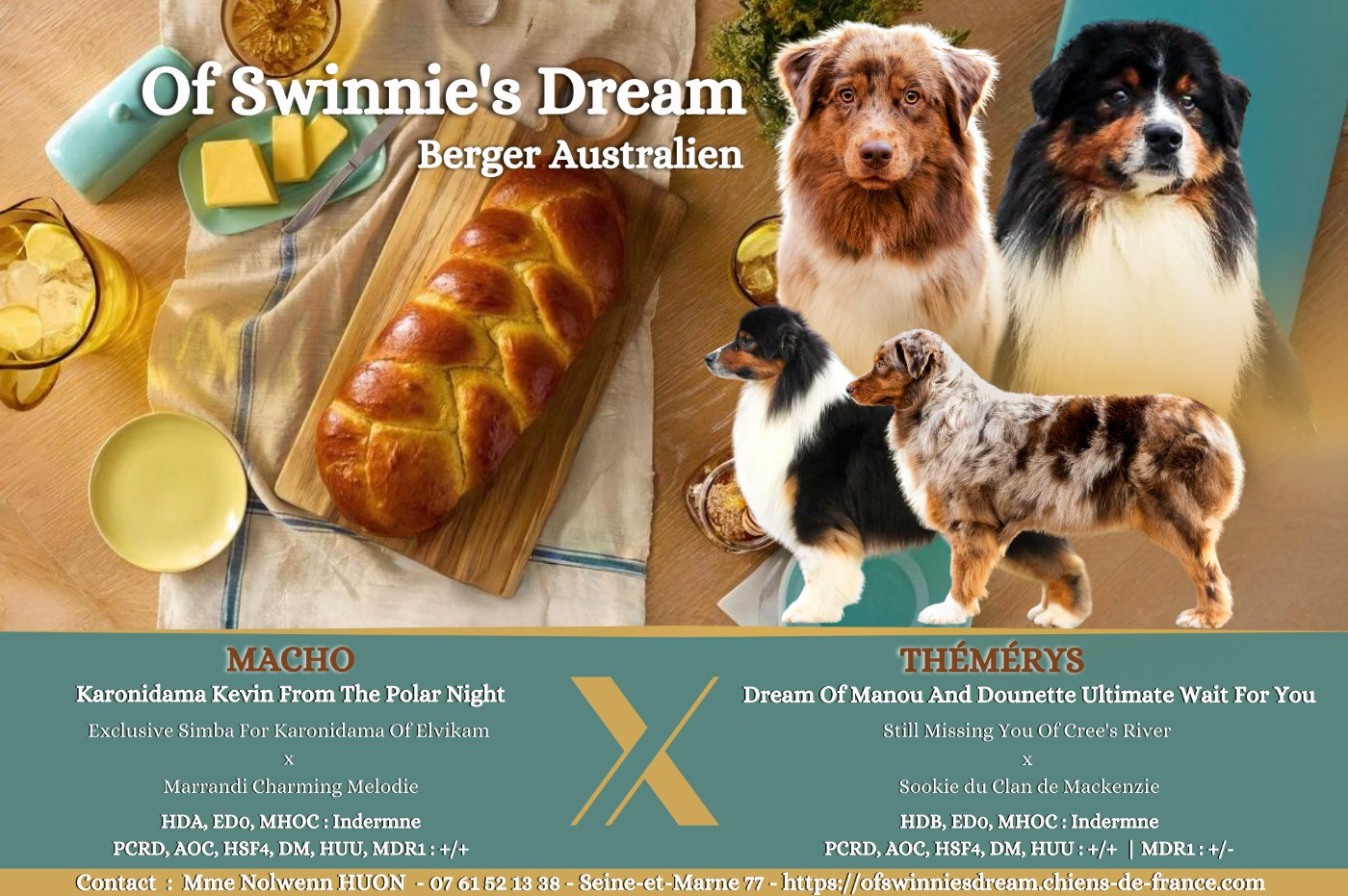 Chiot Berger Australien Of Swinnie's Dream