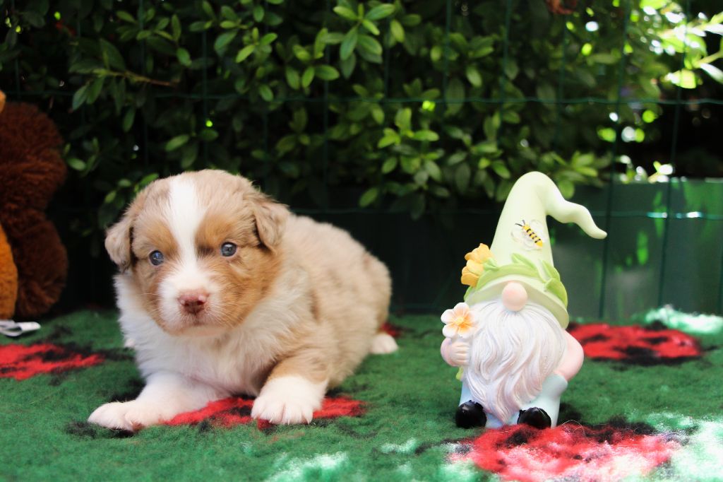 Of Swinnie's Dream - Chiots disponibles - Berger Australien