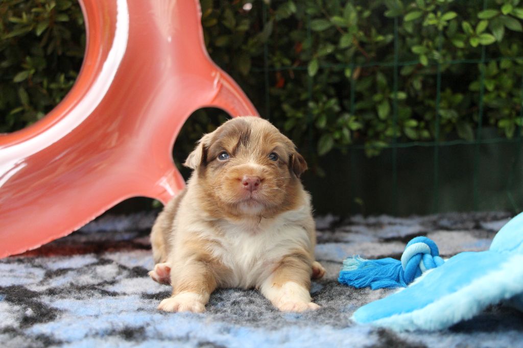 Of Swinnie's Dream - Chiots disponibles - Berger Australien