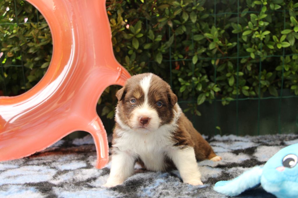 Of Swinnie's Dream - Chiots disponibles - Berger Australien