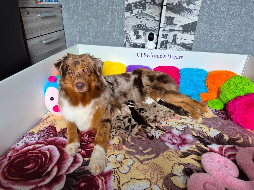 Chiot Berger Australien Of Swinnie's Dream