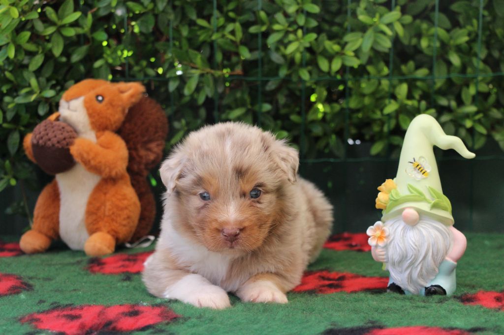 Of Swinnie's Dream - Chiots disponibles - Berger Australien