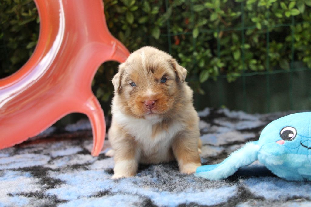 Of Swinnie's Dream - Chiots disponibles - Berger Australien