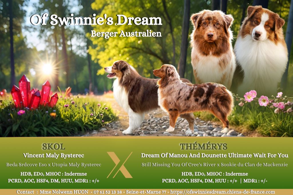 Of Swinnie's Dream - Berger Australien - Portée née le 07/06/2025