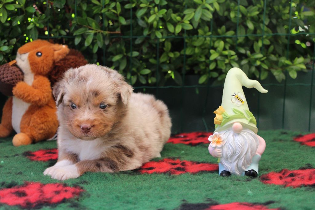 Of Swinnie's Dream - Chiots disponibles - Berger Australien