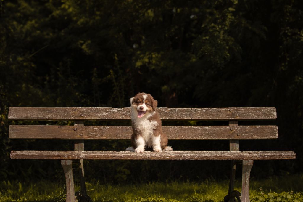 Of Swinnie's Dream - Chiots disponibles - Berger Australien