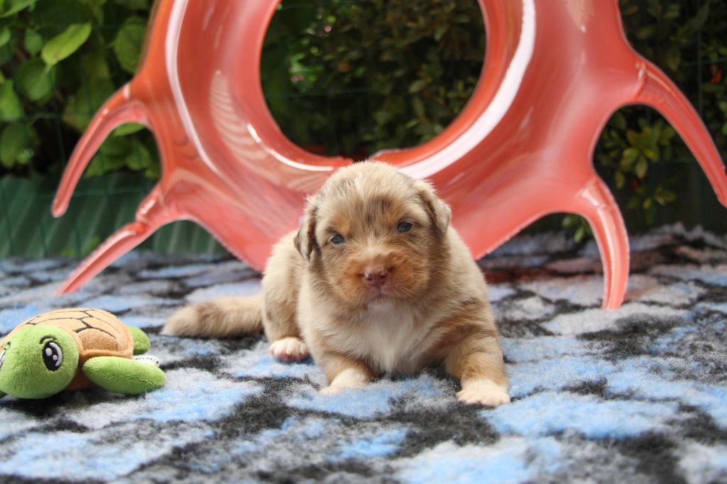Of Swinnie's Dream - Chiots disponibles - Berger Australien