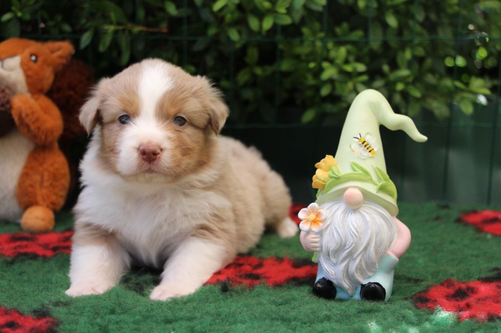 Of Swinnie's Dream - Chiots disponibles - Berger Australien
