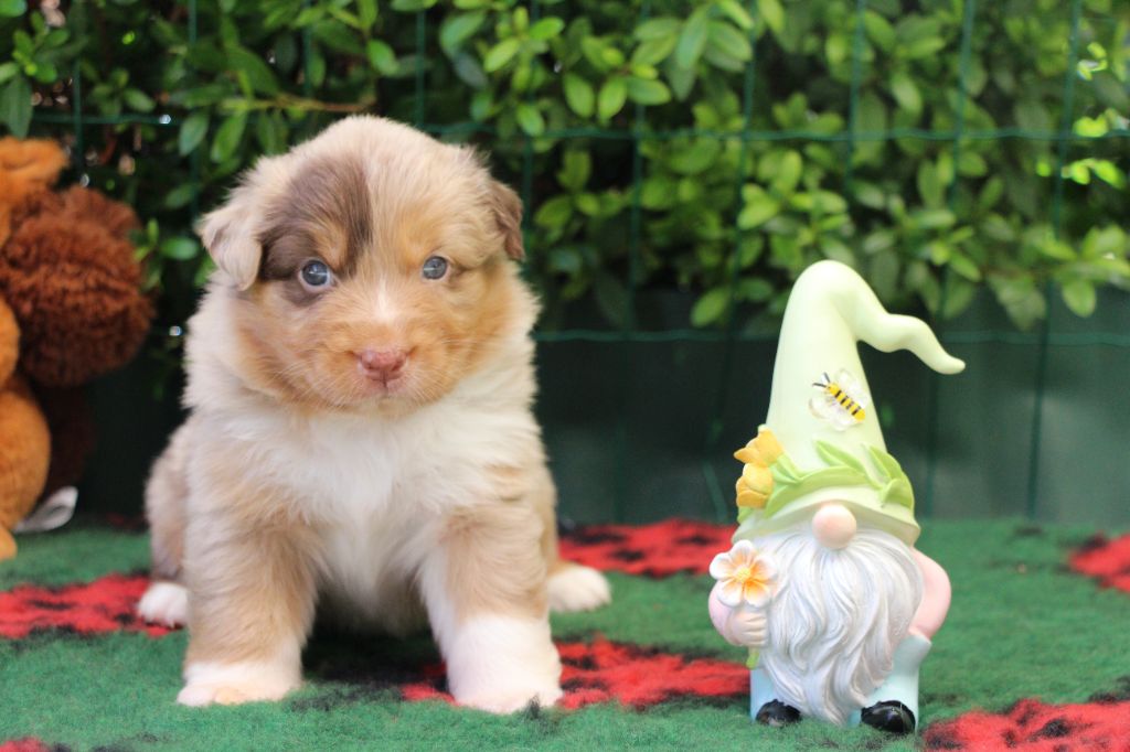 Of Swinnie's Dream - Chiots disponibles - Berger Australien
