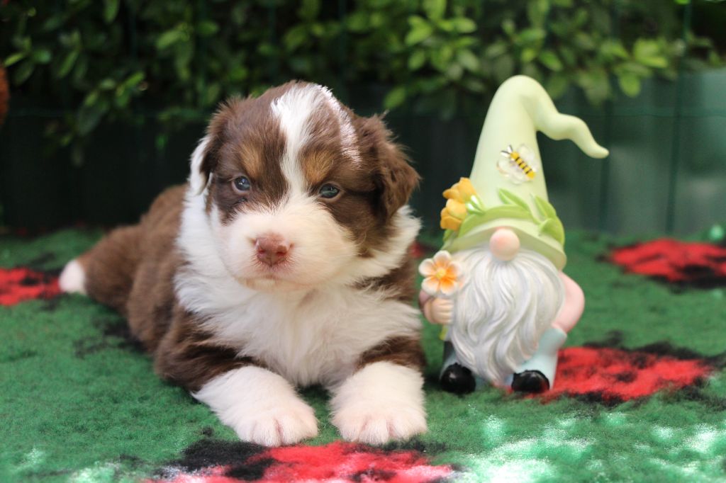 Of Swinnie's Dream - Chiots disponibles - Berger Australien