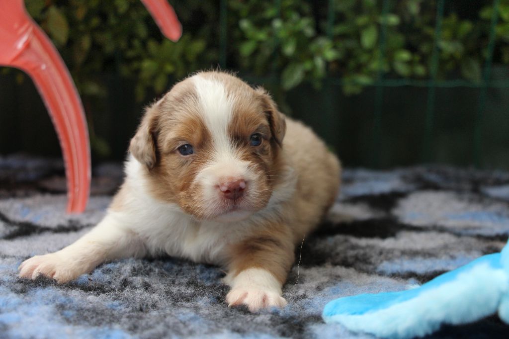 Of Swinnie's Dream - Chiots disponibles - Berger Australien